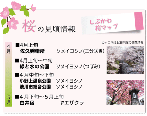 桜の見ごろ情報